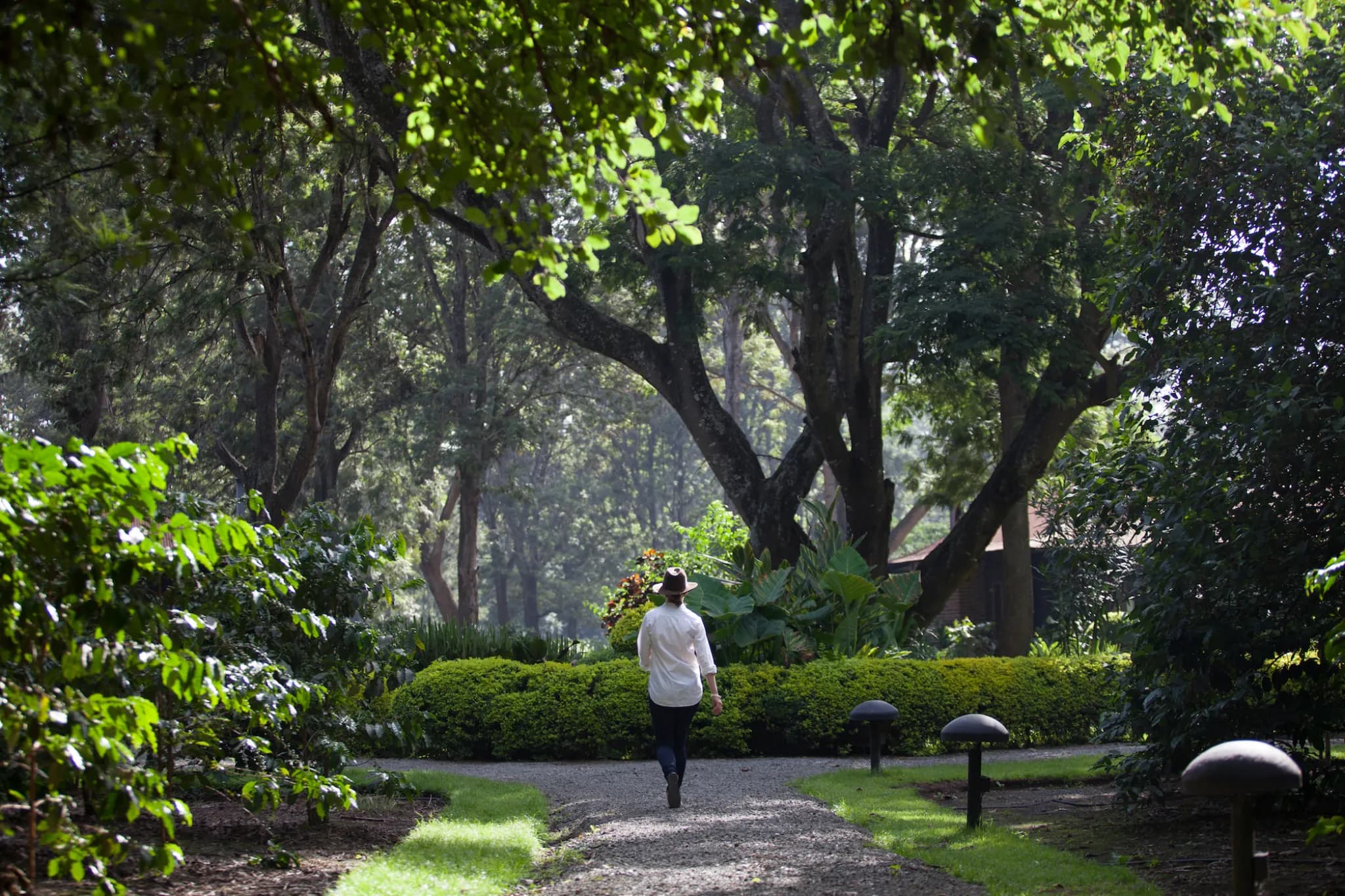 A garden path through the shade trees and coffee bushes of the plantation — Photo: Elewana Collection