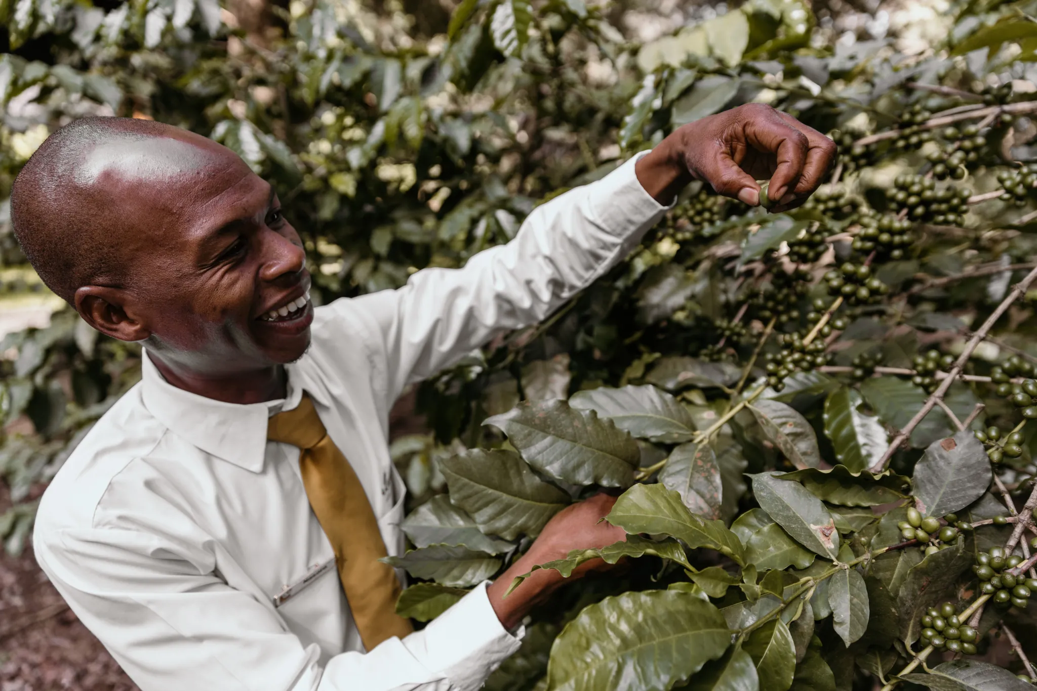 A plantation worker picking ripe coffee cherries by hand on the tree-to-cup tour — Photo: Elewana Collection