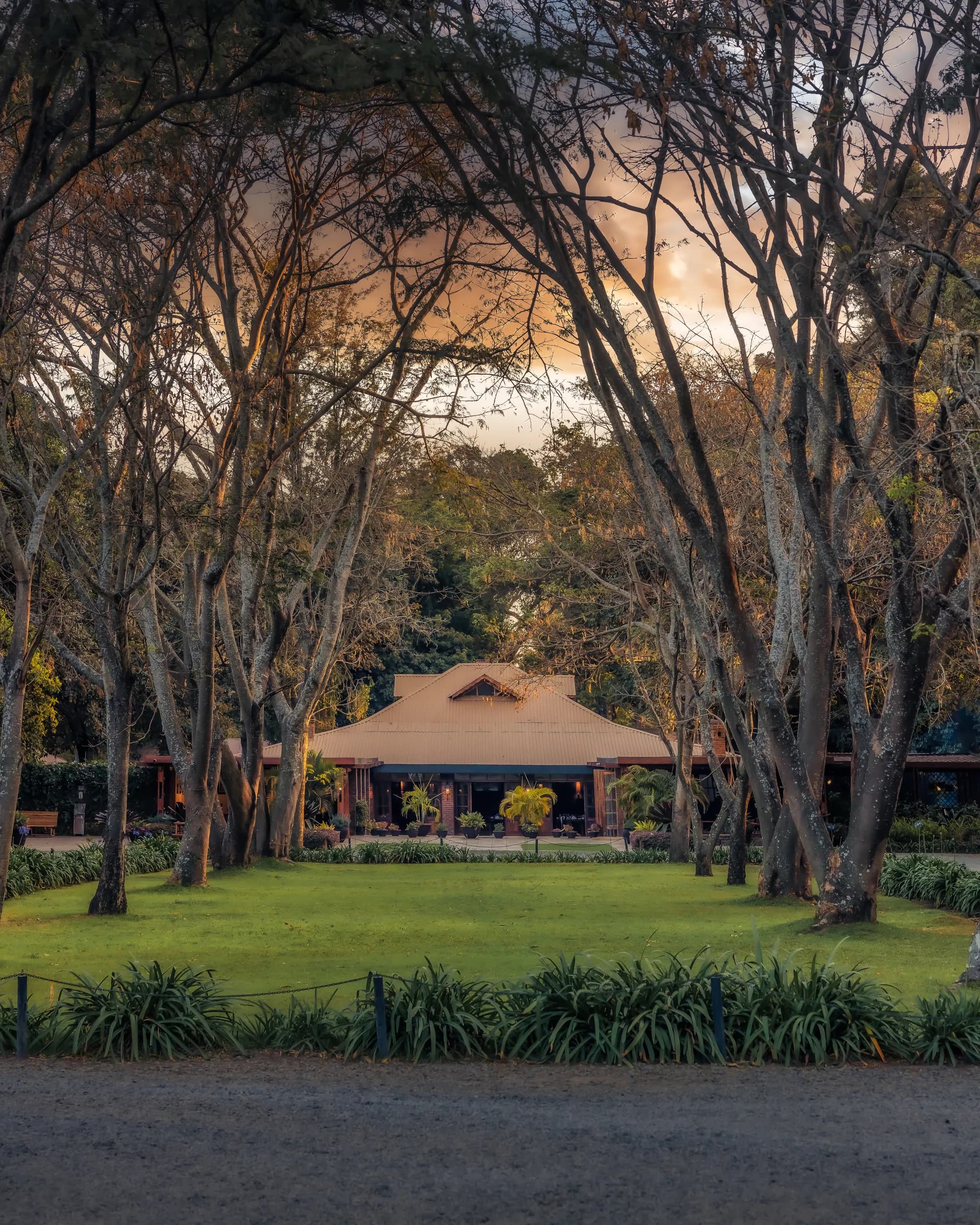 The lodge at dusk, framed by the old shade trees of the plantation — Photo: Elewana Collection