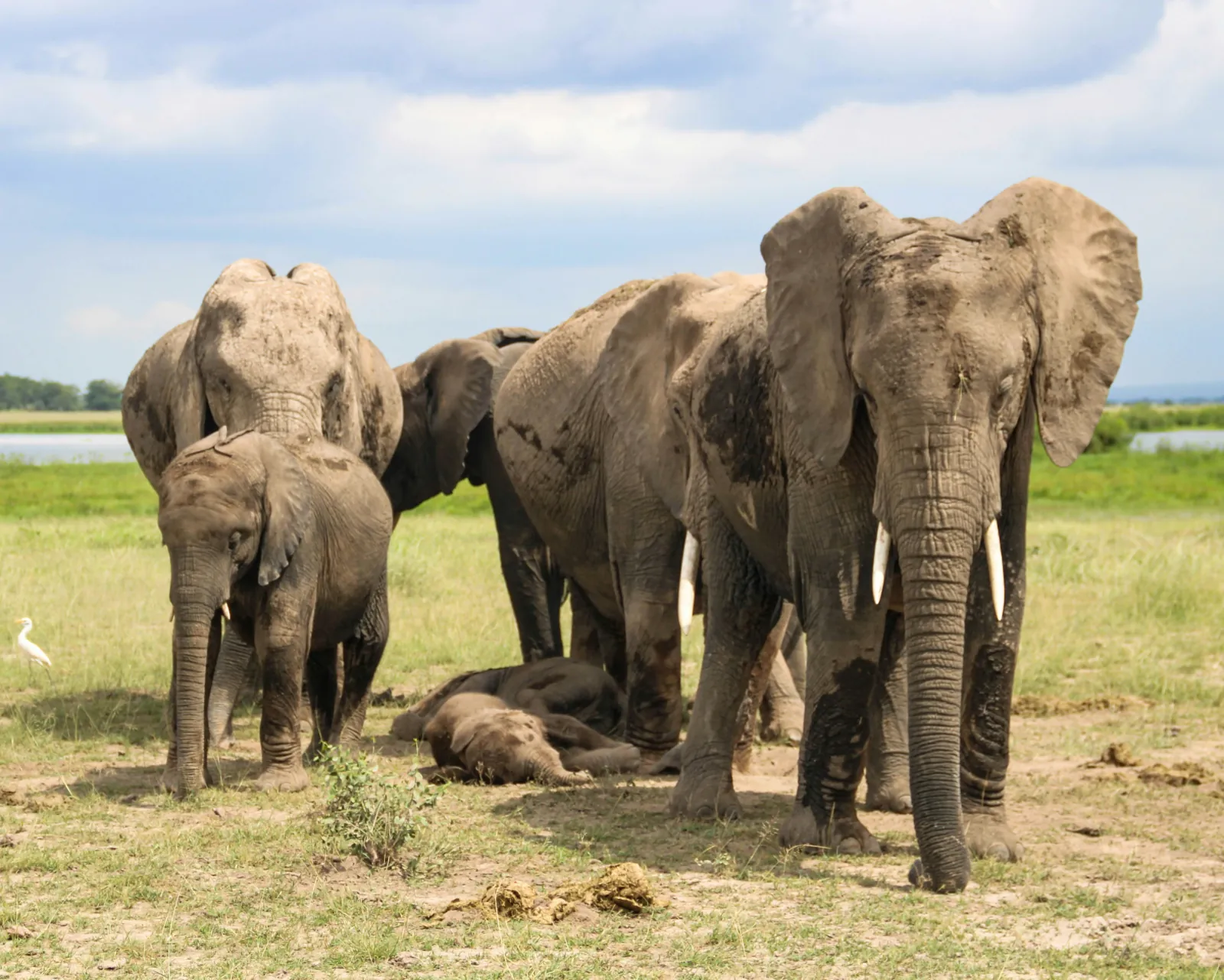 A family group of elephants with their calves resting on marsh grass in Amboseli National Park, Kenya