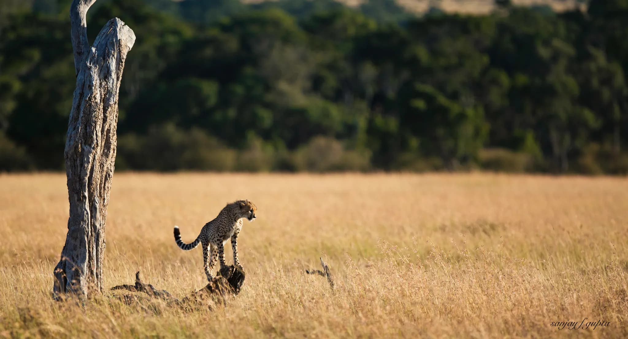 A cheetah surveying the plains from a fallen log in Mara North — Photo: Elewana Collection / Sanjay F. Gupta