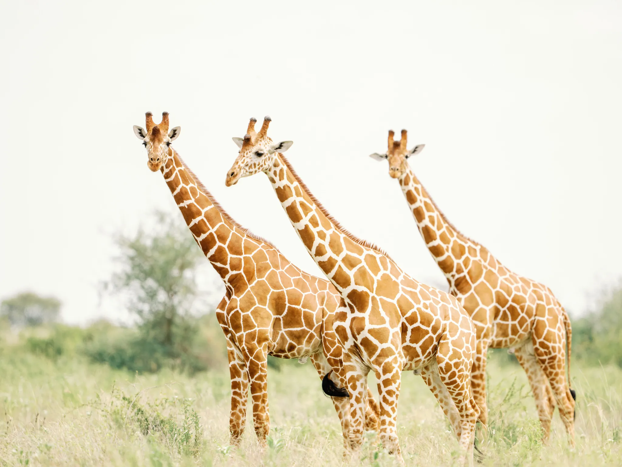 Reticulated giraffe in the bush at Meru, one of the region's distinctive northern species — Photo: Elewana Collection / Oliver Fly Photography