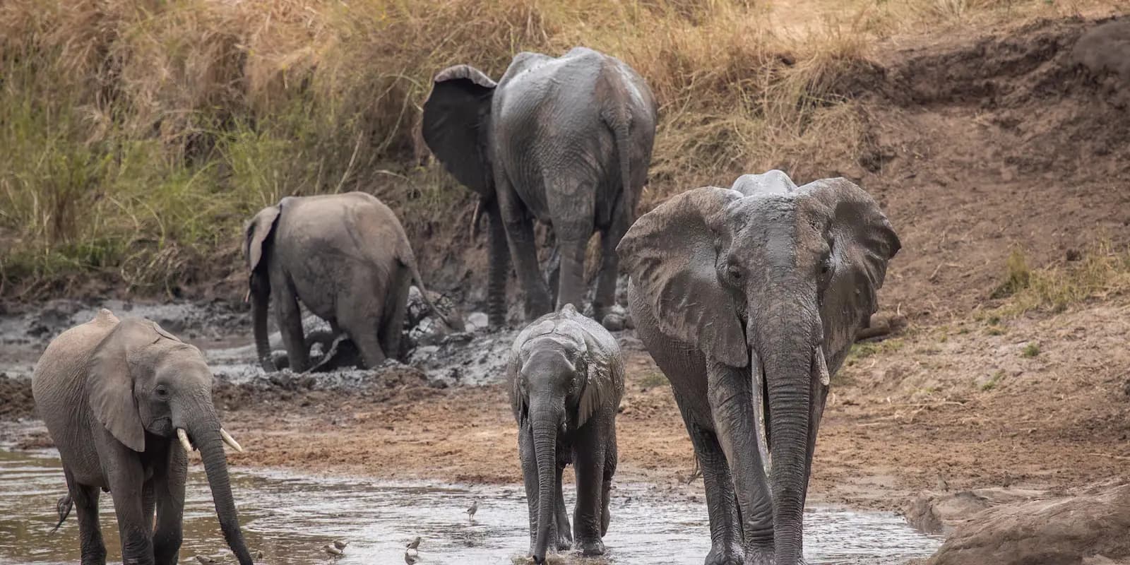 A herd of elephants at a watering hole on the approach to the Serengeti
