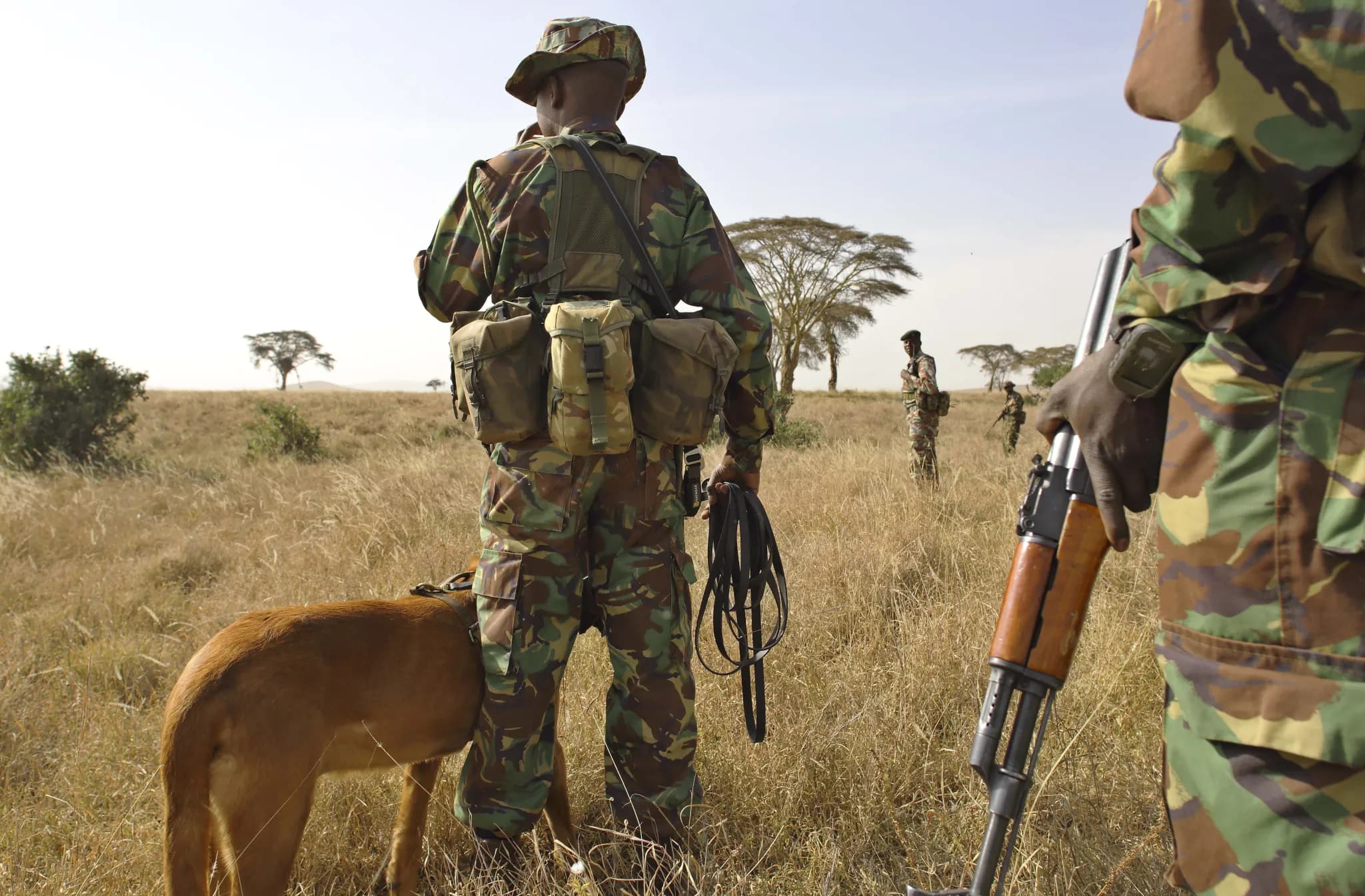 Anti-poaching tracker dogs on patrol with their handlers at Lewa — Photo: Elewana Collection
