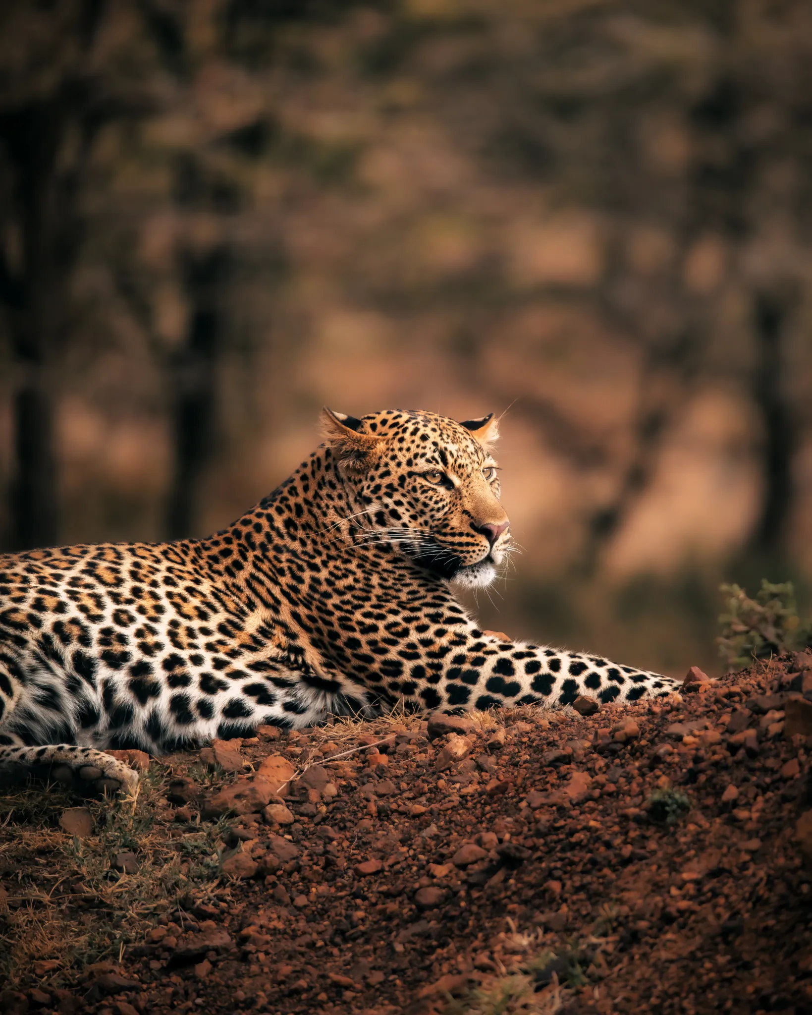 A leopard on Loisaba conservancy, the rosettes of its coat catching the light — Photo: Elewana Collection