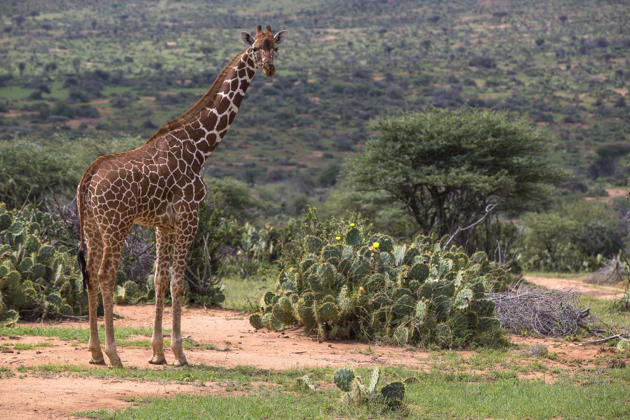 A reticulated giraffe on Loisaba, one of the northern specials the conservancy's research tracks — Photo: Elewana Collection / Mario Moreno