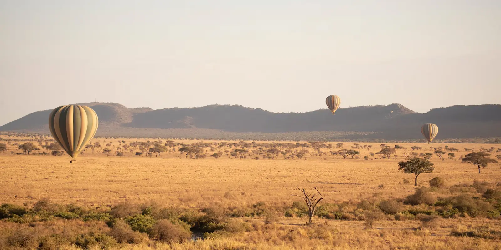 Hot air balloons drifting over the Serengeti plains at dawn