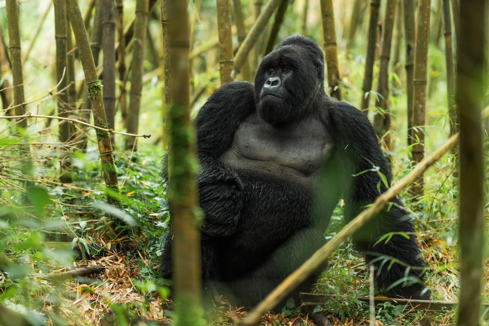 A mountain gorilla in the Virunga forest