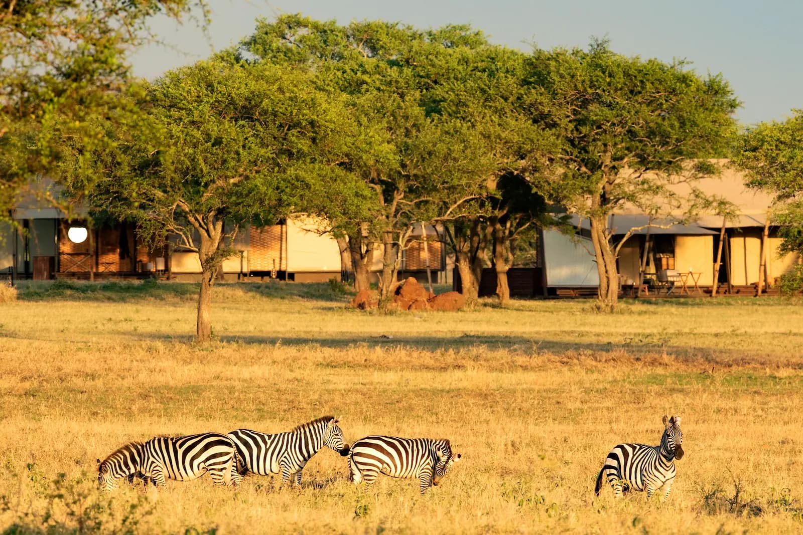 A zebra moving through Sabora Tented Camp