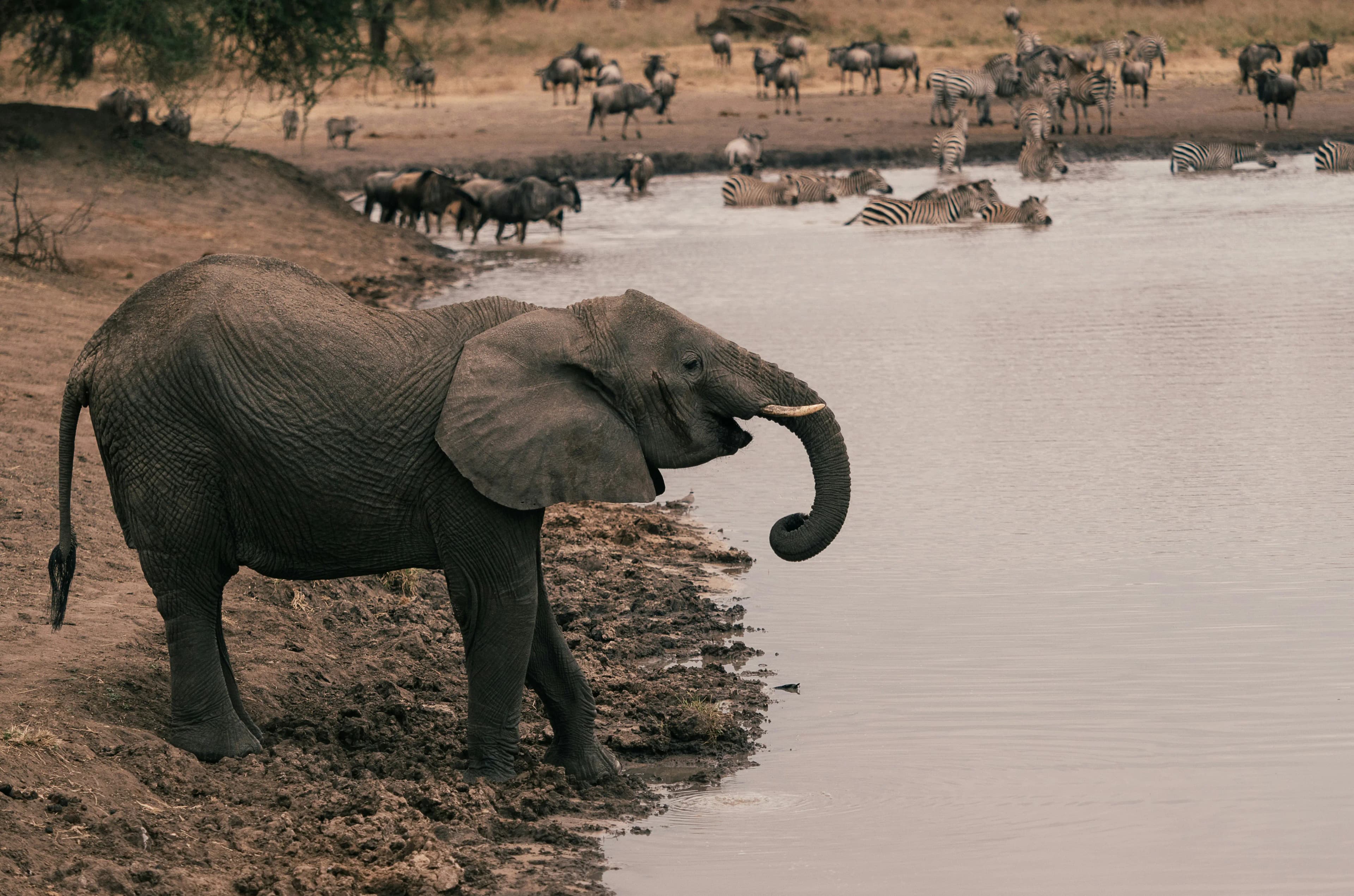 A moment of connection: Wildlife gathering at the water's edge in Tarangire