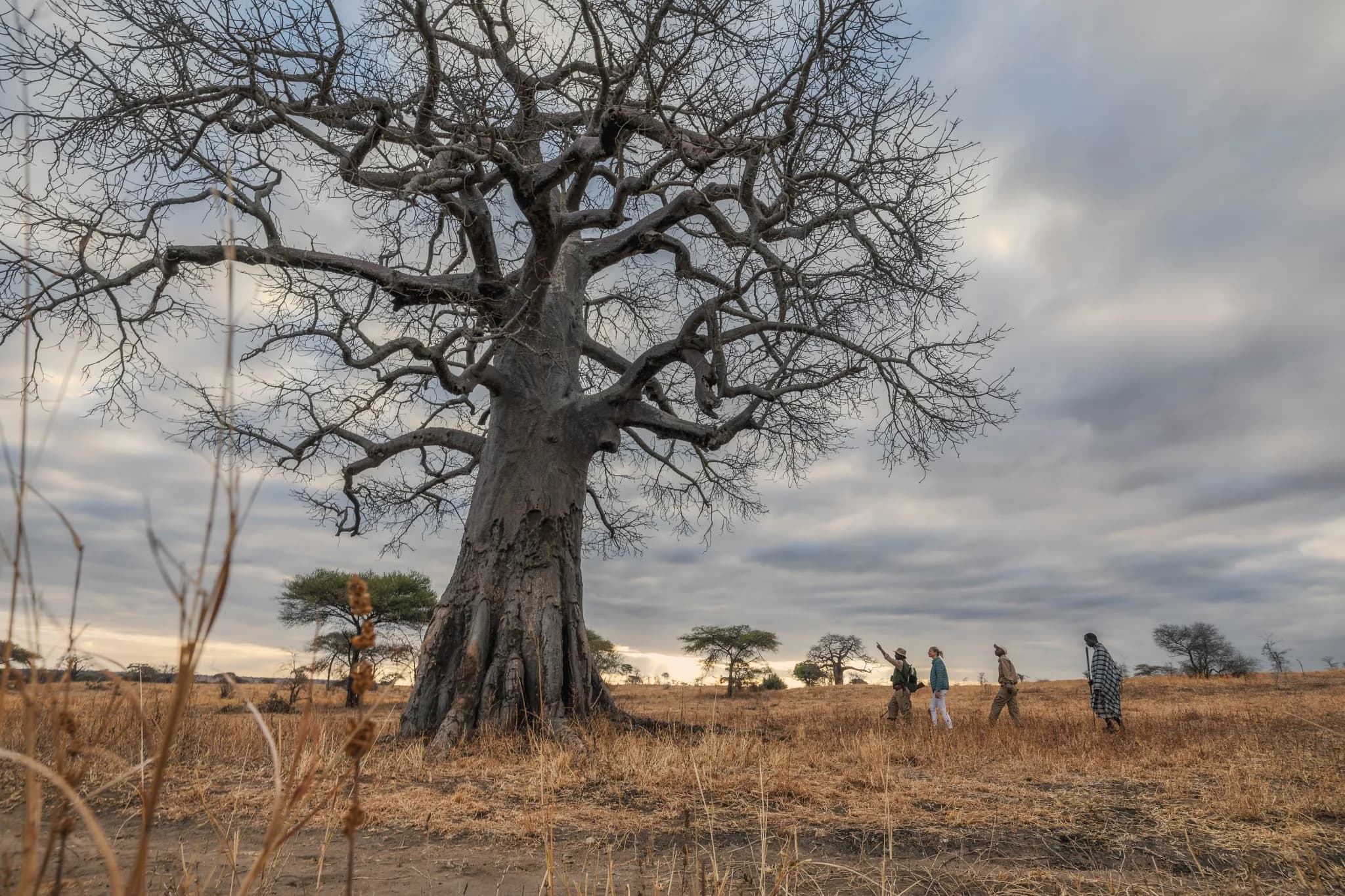 Guests on a walking safari beneath an ancient baobab at Tarangire Treetops — Photo: Elewana Collection