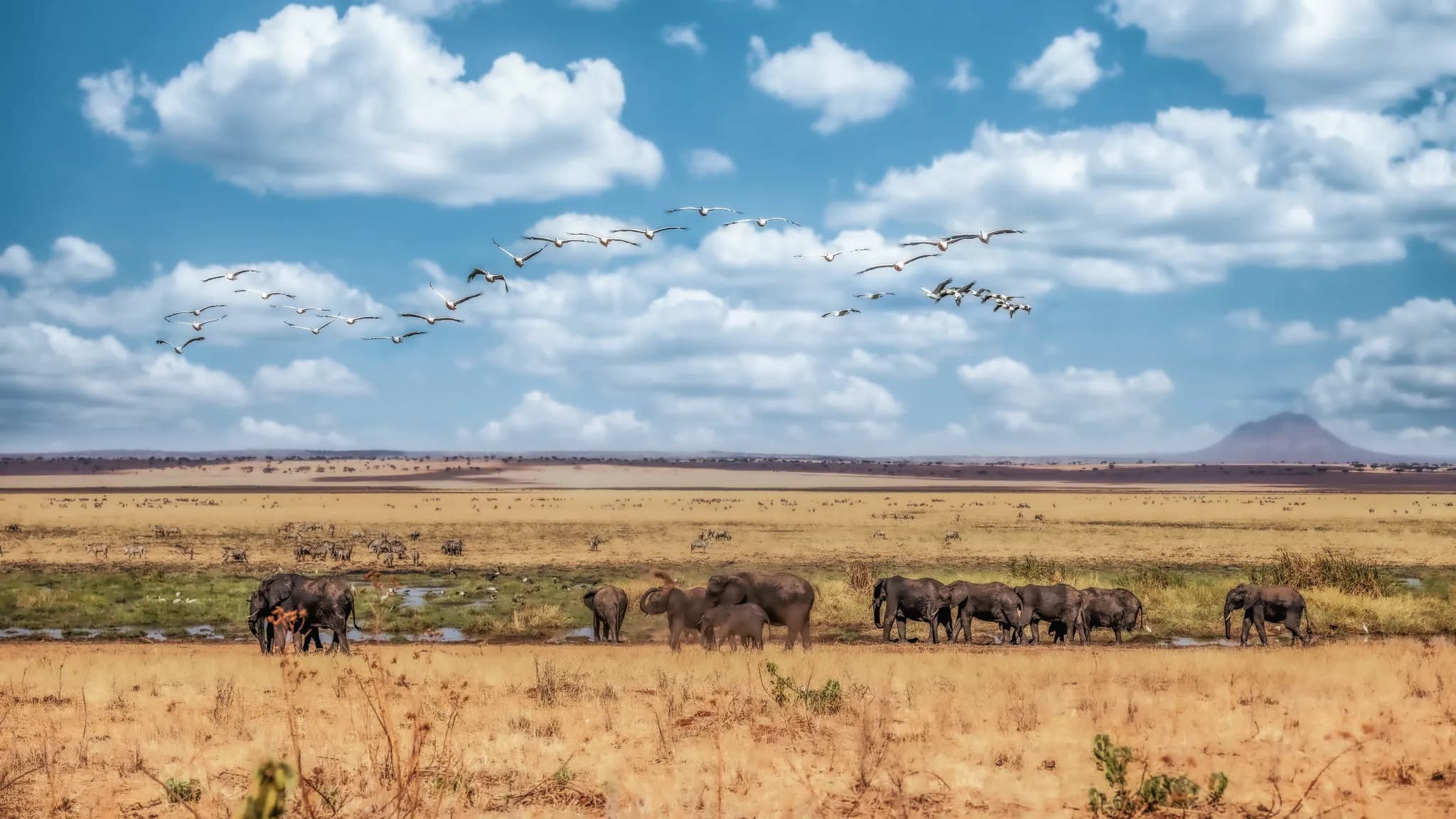Elephants moving across the Tarangire plains beneath a flight of pelicans — Photo: Elewana Collection