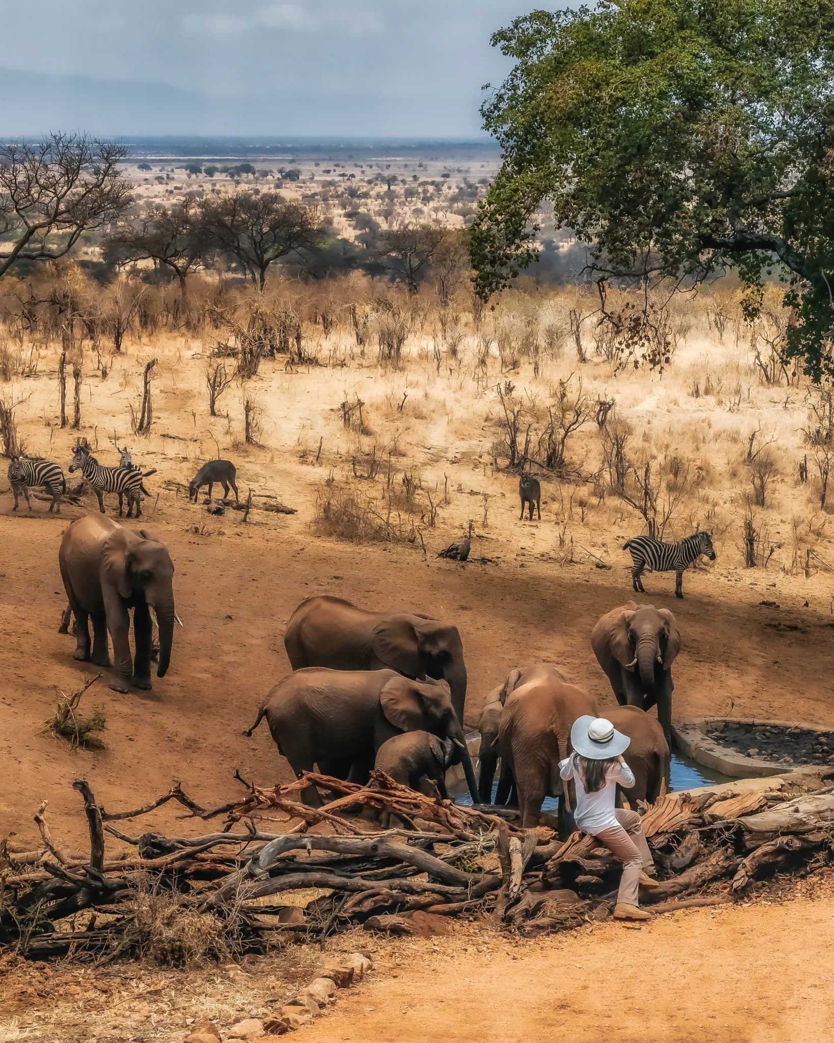 A guest watching elephants gather at a waterhole below Tarangire Treetops — Photo: Elewana Collection