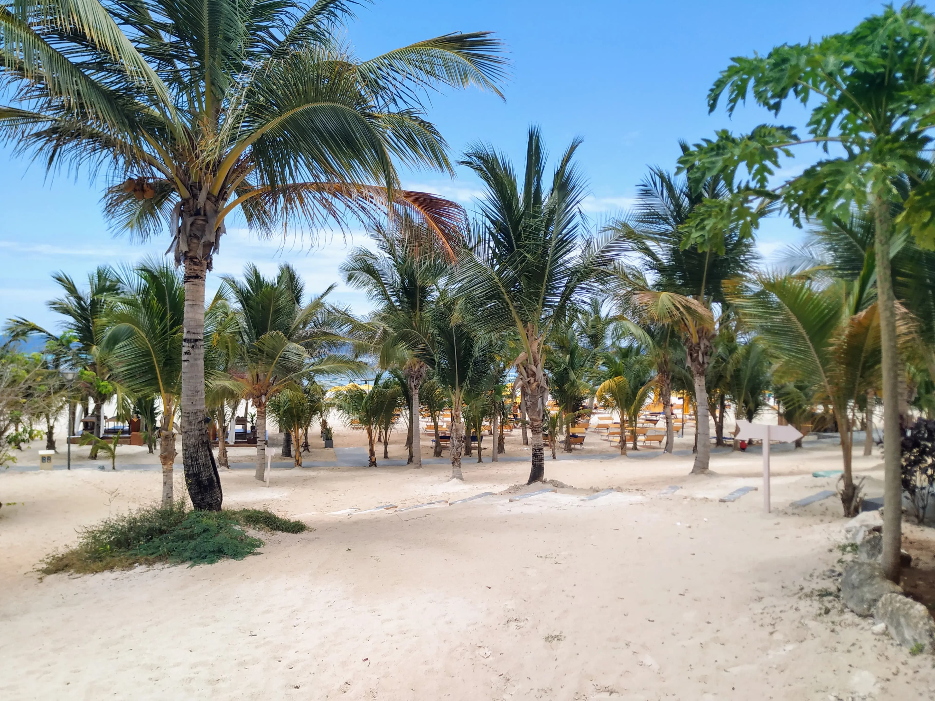The palm-lined path leading to the ocean at The Mora Zanzibar