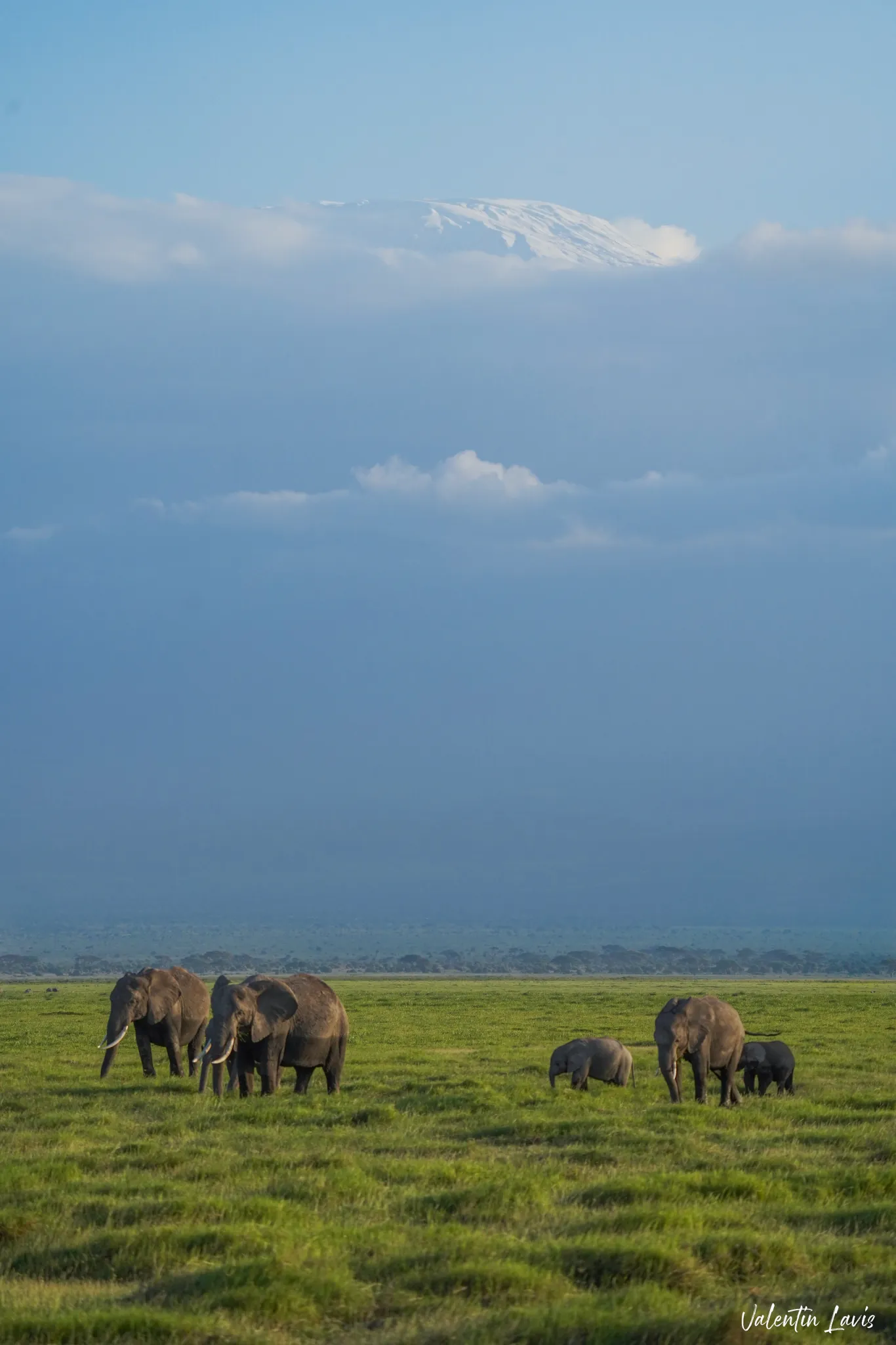 Elephants beneath the snow-capped peak of Mount Kilimanjaro, Amboseli — Photo: Elewana Collection / Valentin Lavis