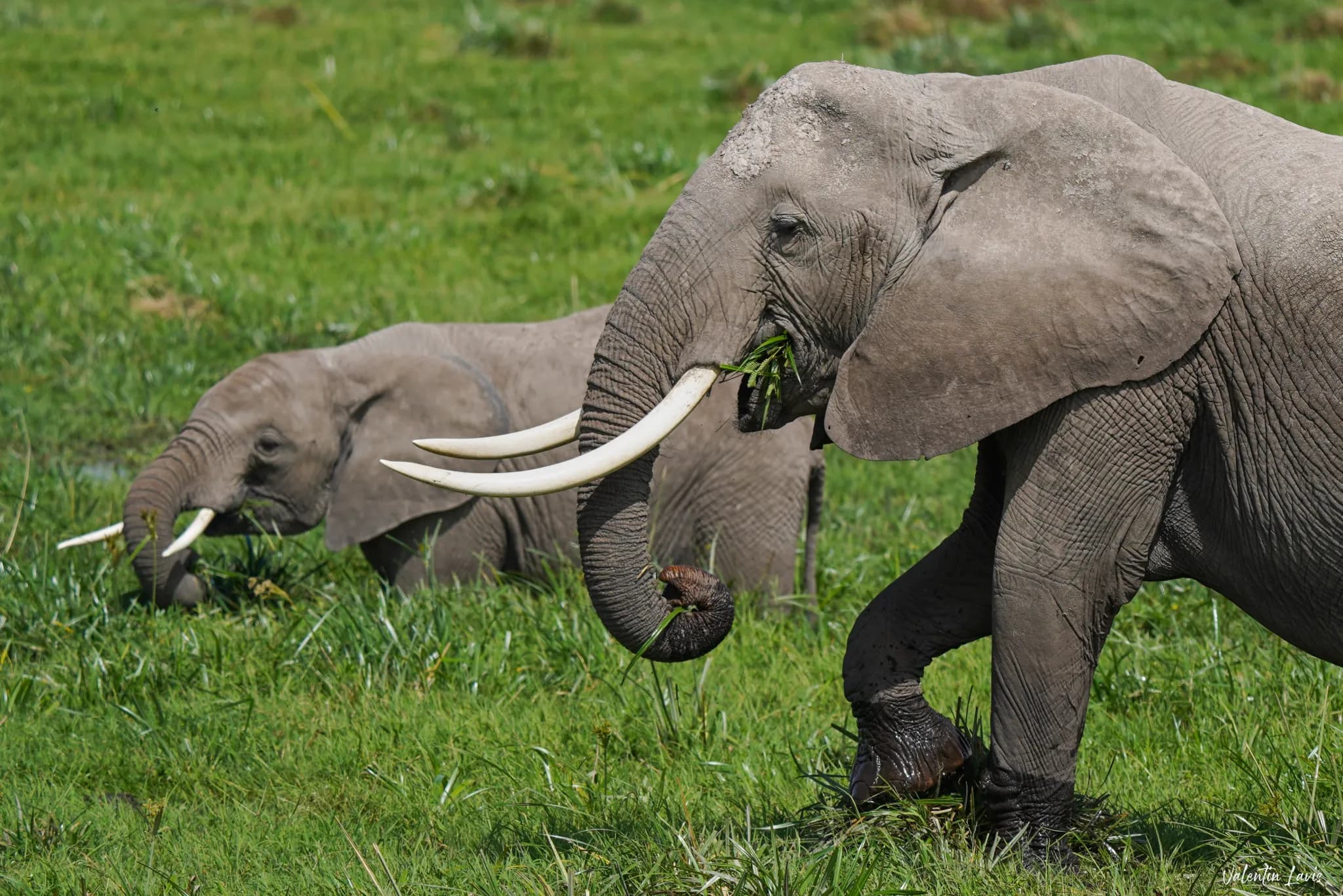 Two large tusked elephants feeding in the Amboseli swamp — Photo: Elewana Collection / Valentin Lavis