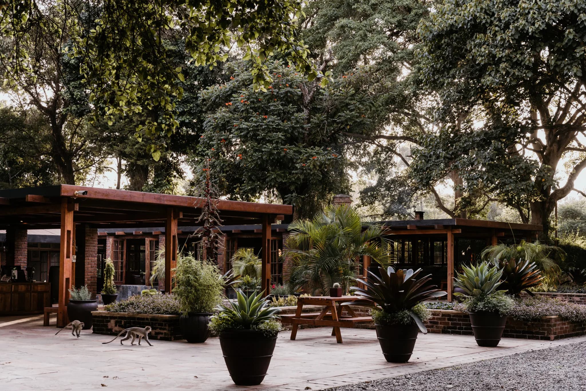 From Tree to Cup: Arusha Coffee Lodge and the Art of the Gateway Night