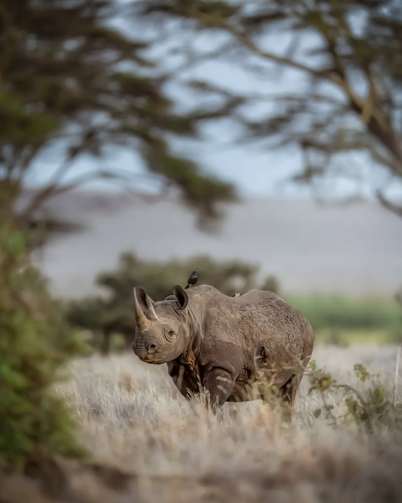 A black rhino grazing among acacia on the Lewa Wildlife Conservancy in northern Kenya